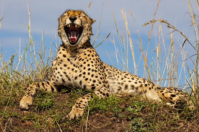 Cheetah Yawn