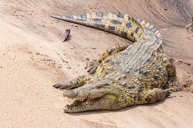 Crocodile at Rekero Lodge
