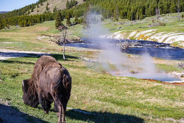 Bison at Grand Prismatic