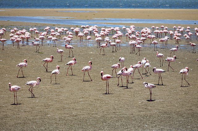 Flamingos in Unison