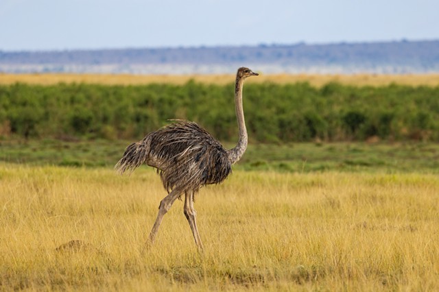 Female Osterich