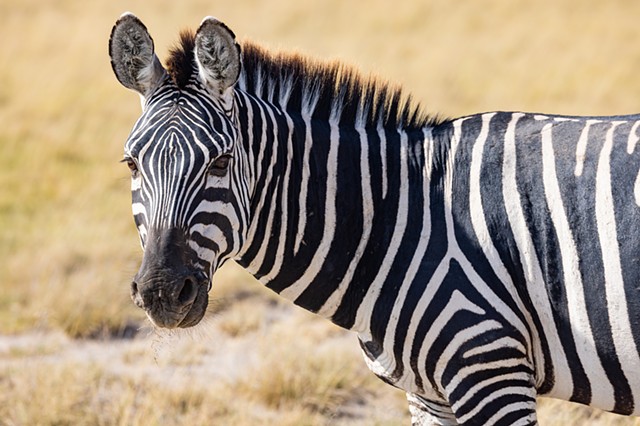 Zebra Profile