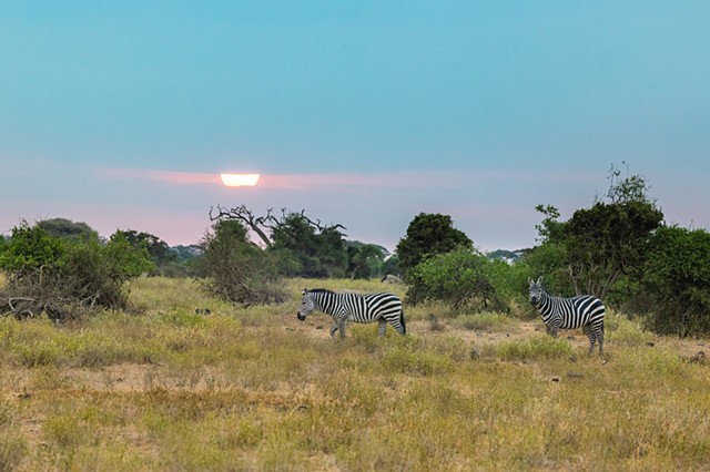 Zebra Sunset