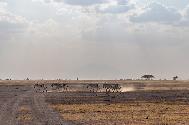 Moody Zebras