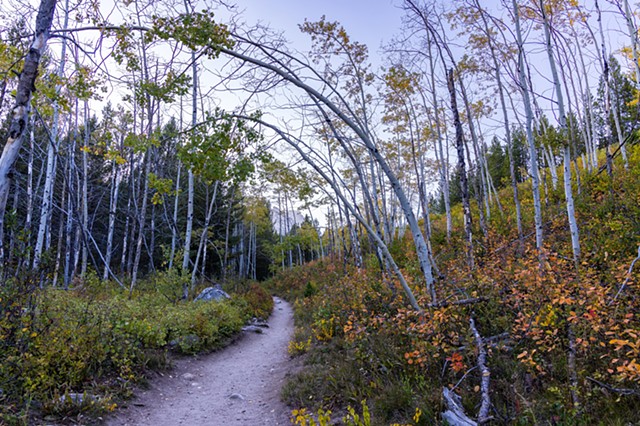 Aspens Bending 