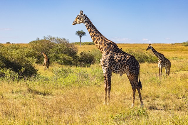 Hangin with the Giraffes