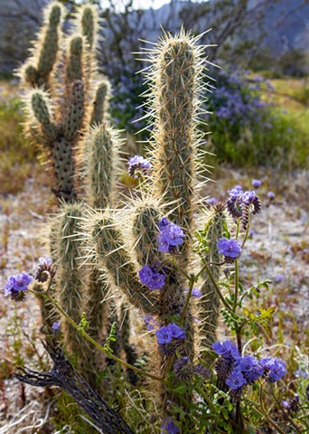 Anza Borrego Desert State Park, CA 