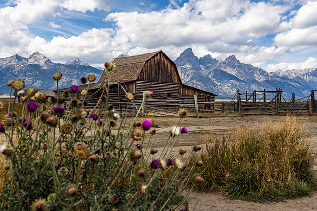 Pink and Tetons