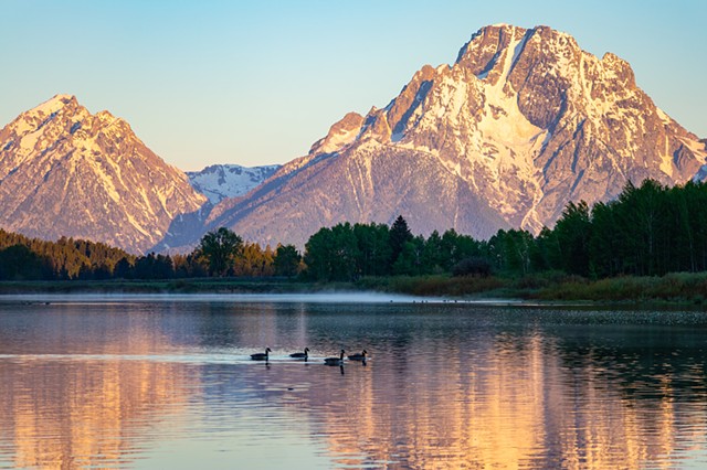 Geese at Oxbow Bend