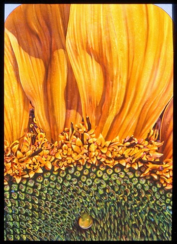 Sunflower and Dew