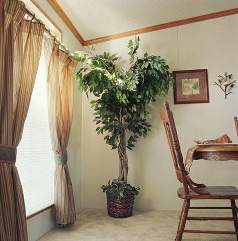 Ficus tree in dining room, manufactured display home, © Amy Eckert www.amyeckertphoto.com
