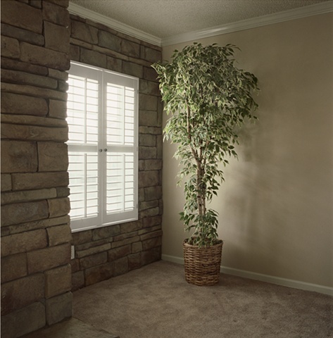 Ficus tree in living room, manufactured display home, © Amy Eckert www.amyeckertphoto.com
