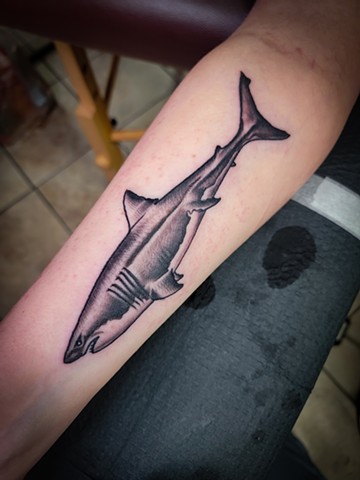 Black and grey realism Great White Shark on forearm by Gina Matsuo of Copper Fox Tattoo in Kissimmee Florida best tattoo shop near me