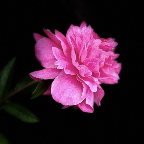 Peony #1