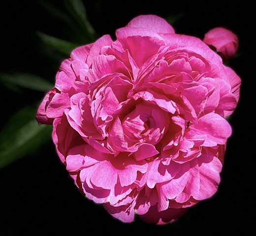 Peony #2