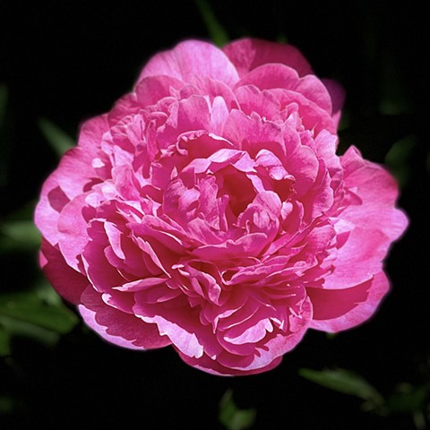 Peony #3