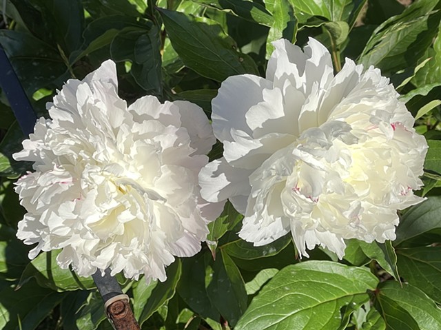 Peony #5