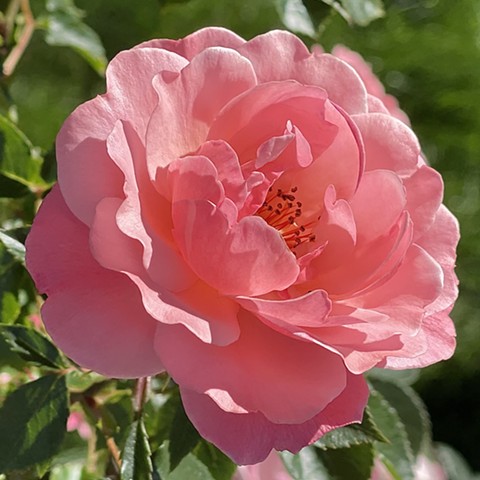 Garden rose #2