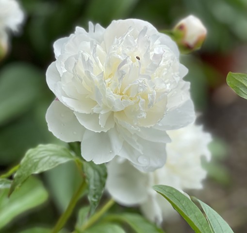 Peony #4