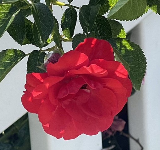 Garden Rose #1