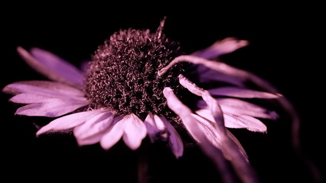 gaillardia, all roses sleep (inviolate light)
