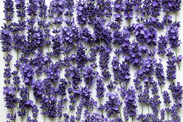 Enfleurage: Lavender 