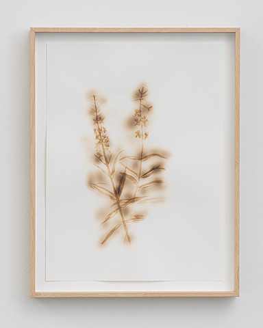 Fireweed, Forgetting Fields I