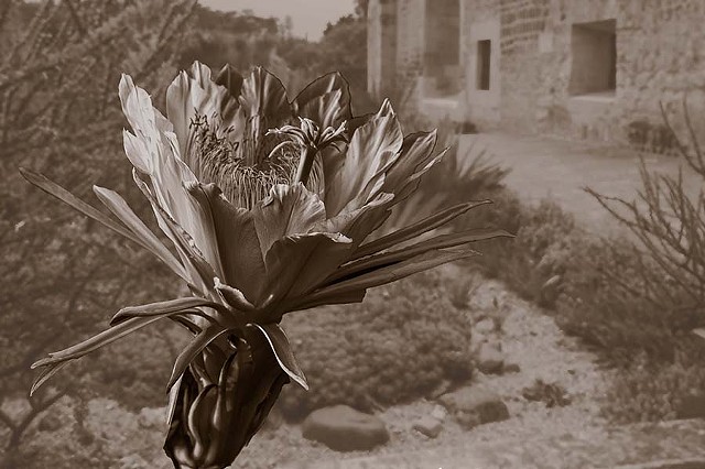 Oaxacan Litho Flower