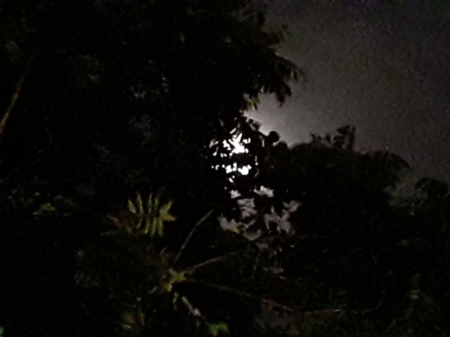 Moon in the Trees