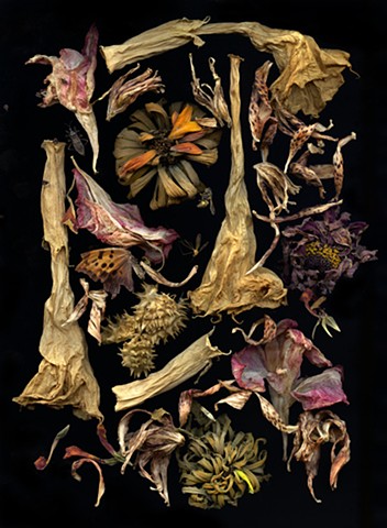 Datura with painted lady beetle and other insects
