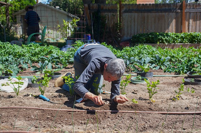 Fritz Planting Carrots