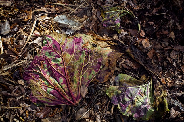 Compost Leaves