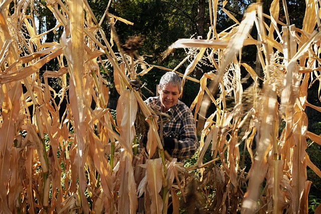 Fritz in the Corn