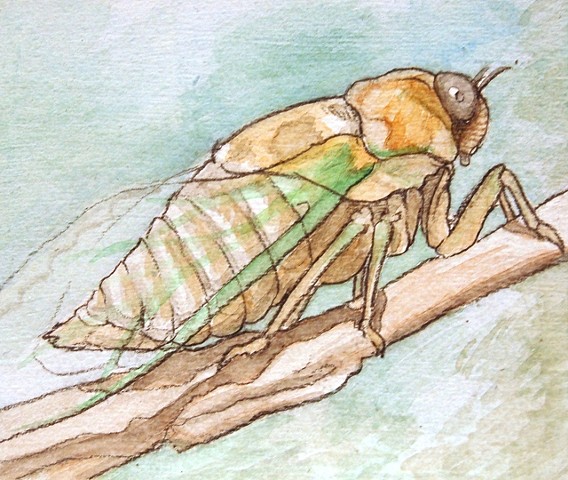 Cicada Study
