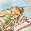 Cicada Study