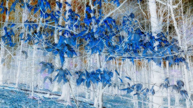 Lapis Lazuli Forest 
