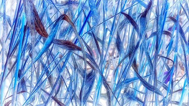 Lapis Lazuli Grasses