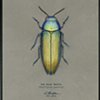 Wood-boring Oak Beetle (Eurythyrea quercus) Illustration