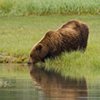 Grizzly Reflection