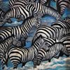 Zebra Migration 