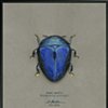 Jewel Beetle Pachyscelus nicolayi Illustration