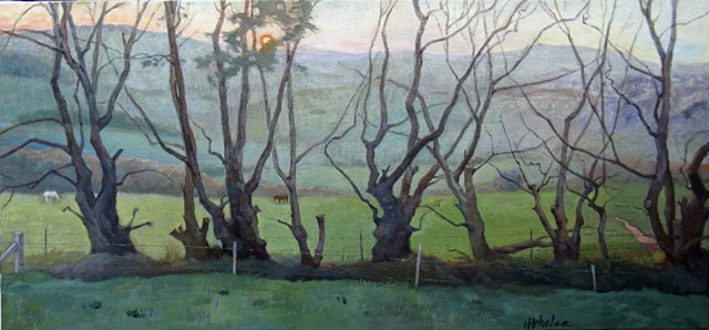 Cork, Ireland landscape at dawn, windbreak of old rowan trees