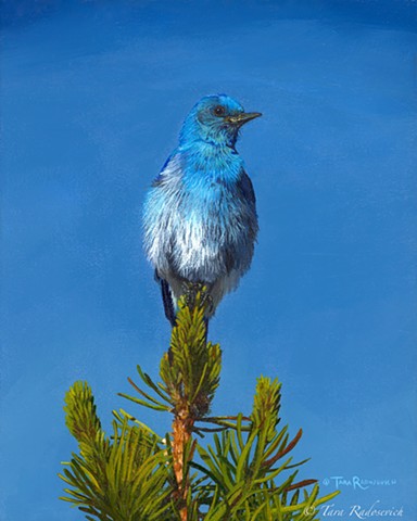"Looking Up-Mountain Bluebird" 