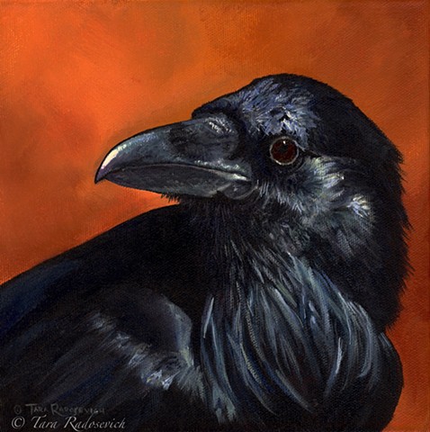raven, bird, wildlife, wildlife art, wildlife artist, bird art, avian art, black bird, 