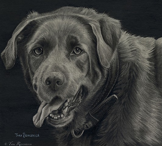 Pet Portraits