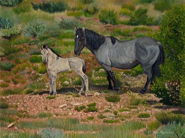 "Pryor Mountain Mustangs-Yago and Umatilla"
