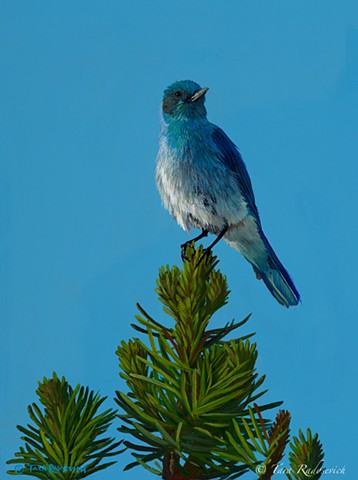 "Looking Forward-Mountain Bluebird"
