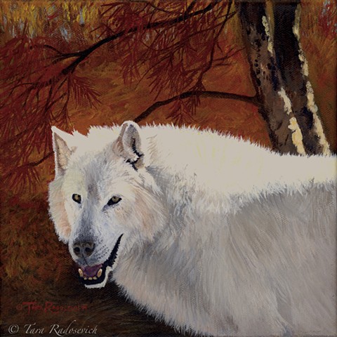 wolf, wildlife, wildlifeart, whitewolf, realism, painting, wildlifeartist