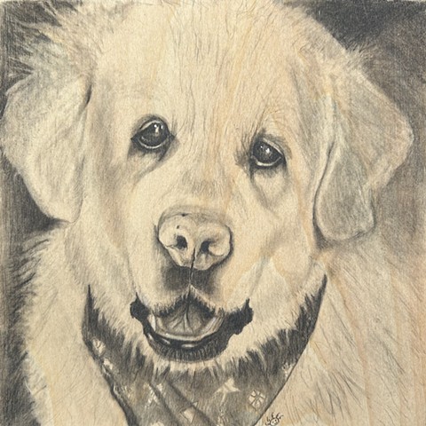 Bella the retriever