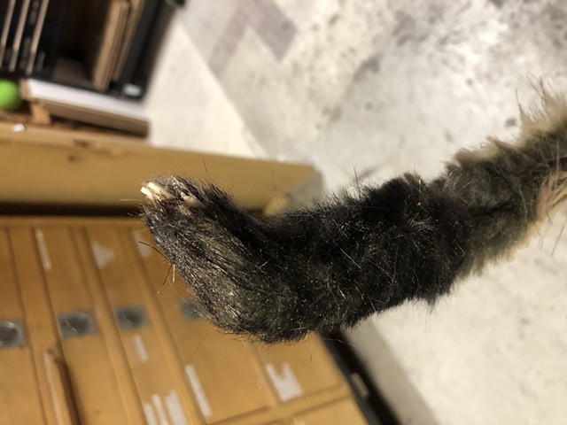 ferret paw details